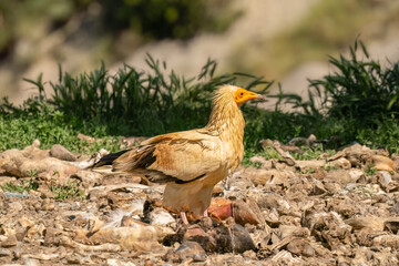 Close-up of an Egyptian Vulture (Neophron percnopterus, Alimoche Común) looking to feed on animal carcass meat