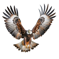 eagle in the sky, PNG