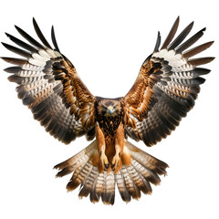 golden eagle in flight, PNG