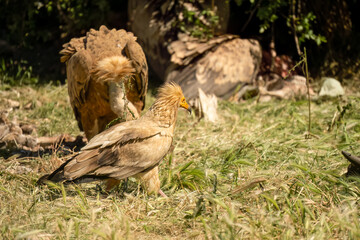 Close-up of an Egyptian Vulture (Neophron percnopterus, Alimoche Común) waiting to feed by Griffon Vultures