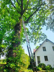 A sturdy ladder leans against a large tree with lush green leaves, beside a quaint white house under clear blue skies.