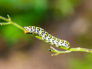 caterpillar on a plant branch