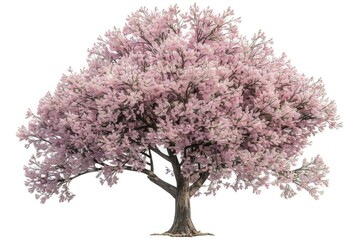 Obraz premium A single tree with pink flowers blooming against a clean white background, perfect for use in designs requiring natural beauty and simplicity