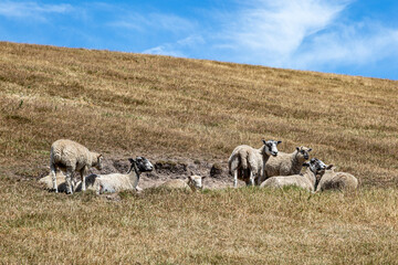 Fototapeta premium A flock of sheep resting on a hillside in rural Isle of Wight