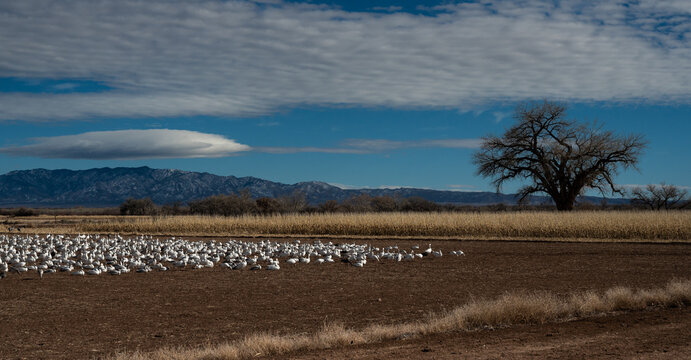 Flock of Sandhill Cranes in Bernardo, New Mexico