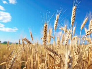 Fototapeta premium A photo of a green field of wheat with a clear blue sky in the background, suitable for use in agriculture or nature-themed designs