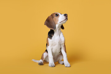 Cute Beagle puppy on yellow background. Adorable pet