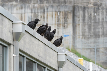 Black vulture, Coragyps atratus, also known as American black vulture.