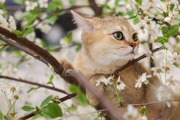 Fototapeta premium Cute cat among blossoming spring tree branches outdoors