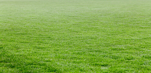 Green lawn with trimmed grass in the morning park