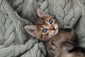 Cute fluffy kitten on blanket, top view. Baby animal © New Africa