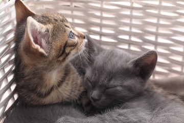 Cute fluffy kittens in basket. Baby animals