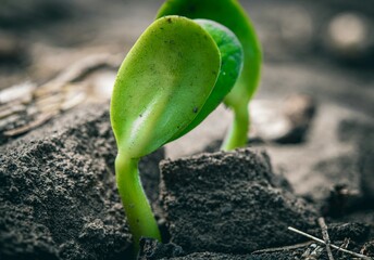soybean cotyledons