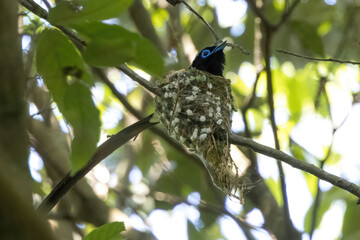 抱卵する雄のサンコウチョウ