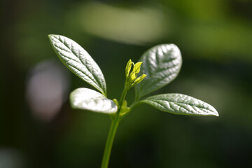 ヒグノニア・マグニフィカの新芽