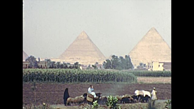 CAIRO, EGYPT, AFRICA - circa 1973: Egyptian Bedouin peasants working the fields with their animals. By Great Giza Pyramids in Valley Temple. Historical archival of Cairo capital city of Egypt in 1970s