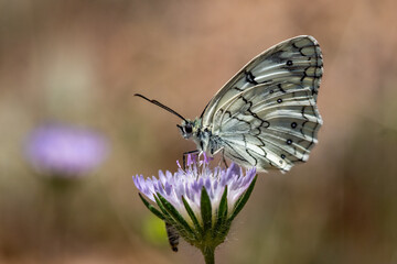 butterfly on a flower