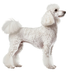 white poodle standing in side profile on white background, PNG