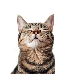 portrait of funny cat on white, PNG