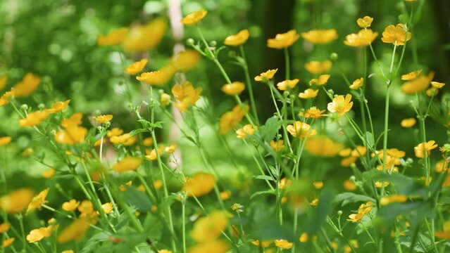 Yellow buttercup flowers and green grass on a summer meadow.