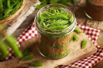 Preparation of herbal syrup for cough from fresh young spruce tips harvested in spring
