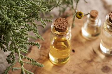 A bottle of essential oil with santolina plant