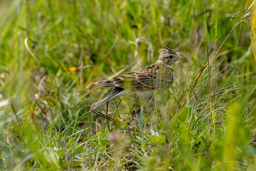 Skylark (Alauda arvensis) - Commonly Found in Europe, Asia, and Northern Africa