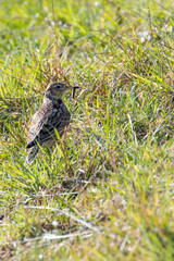 Skylark (Alauda arvensis) - Commonly Found in Europe, Asia, and Northern Africa