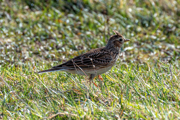 Skylark (Alauda arvensis) - Commonly Found in Europe, Asia, and Northern Africa