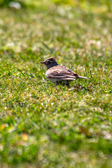 Skylark (Alauda arvensis) - Commonly Found in Europe, Asia, and Northern Africa