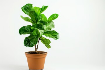 Obraz premium Fiddle Leaf Fig (Ficus Lyrata) in Flowerpot Closeup, Fiddle Leaf Fig Ficus Macro House Plant in Flowerpot
