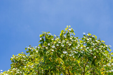 Cheirodendron platyphyllum, also known as lapalapa, is a species of flowering plant in the ginseng...