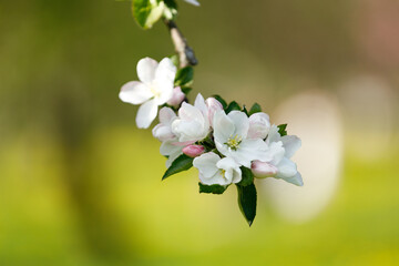 The flowers of Crabapple tree closeup