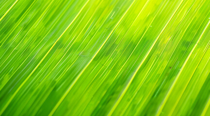 A green leaf with a pattern of green stripes