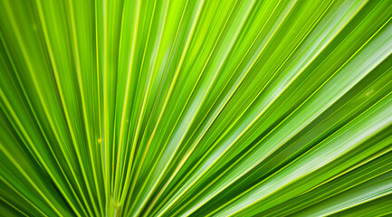 A green leaf with a lot of veins