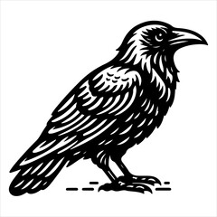 Fototapeta premium Crow black outline illustration.