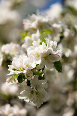 The flowers of Crabapple tree closeup