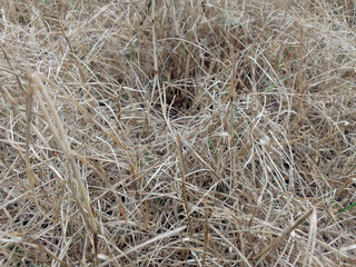 piles of hay and pale brown dry grass