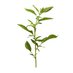 plant isolated on white, PNG