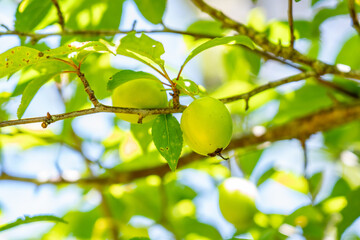 A plum is a fruit of some species in Prunus subg. Prunus. Prunus is a genus of trees and shrubs in the flowering plant family Rosaceae, Kalalau Lookout, Kokee State Park Kauai Hawaii plant