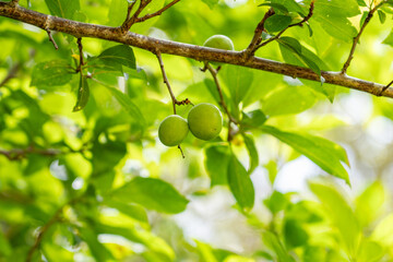 A plum is a fruit of some species in Prunus subg. Prunus. Prunus is a genus of trees and shrubs in the flowering plant family Rosaceae, Kalalau Lookout, Kokee State Park Kauai Hawaii plant