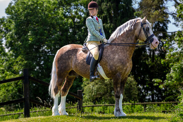 Young female competing in a ridden horse show competition, Image shows a 25 year old girl riding...