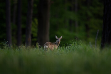 Roe deer in the spring forest. Calm deer in nature habitat. Wildlife in Europe. 