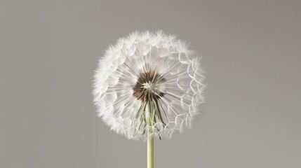 Close-up of dandelion seed head on gray background