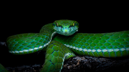 large-scaled pit viper  or green snake 