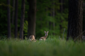 Roe deer in the spring forest. Calm deer in nature habitat. Wildlife in Europe. 
