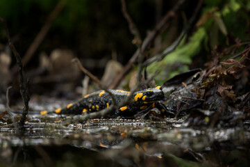 Fire salamander near the pool. Salamander in nature habitat. Wildlife in Europe.