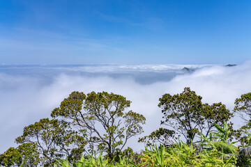 Obraz premium Kalalau Lookout, Kokee State Park Kauai Hawaii. Nā Pali Coast State Wilderness Park. Kalalau Valley. Metrosideros polymorpha, ʻōhiʻa lehua, flowering evergreen tree in the myrtle family, Myrtaceae 