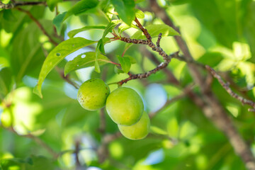 A plum is a fruit of some species in Prunus subg. Prunus. Prunus is a genus of trees and shrubs in the flowering plant family Rosaceae, Kalalau Lookout, Kokee State Park Kauai Hawaii plant