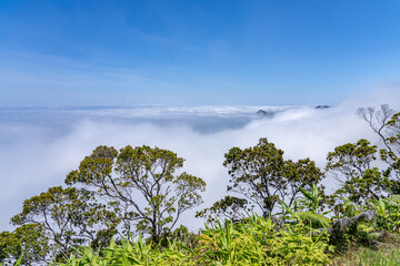 Obraz premium Kalalau Lookout, Kokee State Park Kauai Hawaii. Nā Pali Coast State Wilderness Park. Kalalau Valley. Metrosideros polymorpha, ʻōhiʻa lehua, flowering evergreen tree in the myrtle family, Myrtaceae 